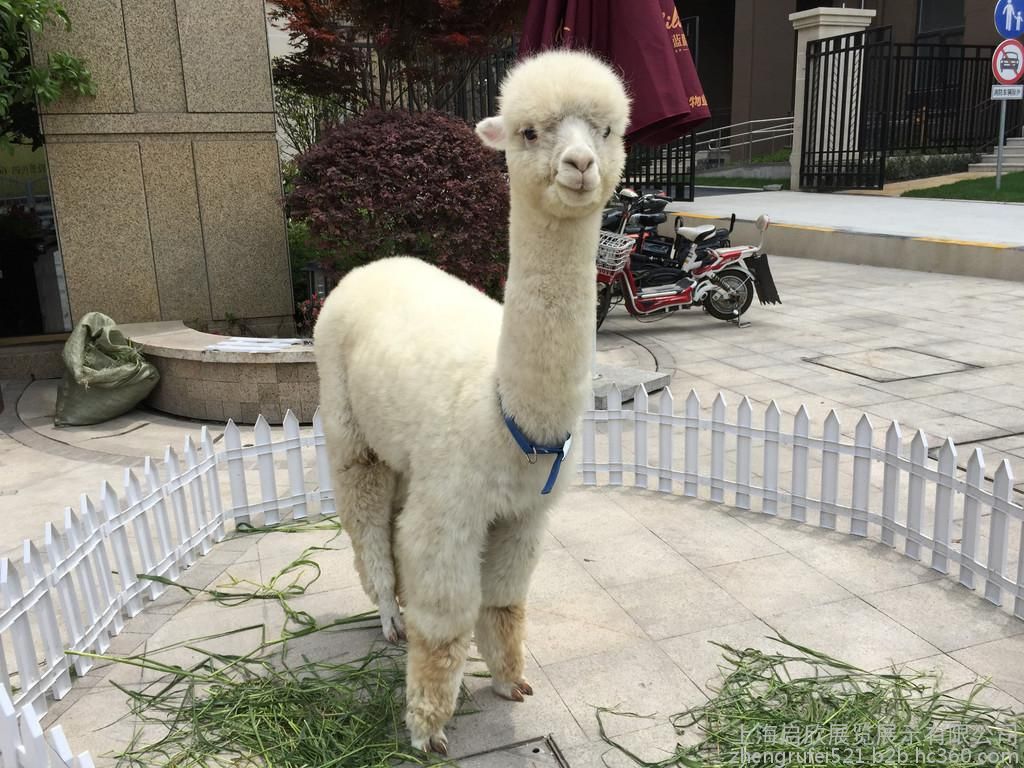 *出租、鄭州專業(yè)*暖場活動 鄭州*暖場活動、*出租租賃