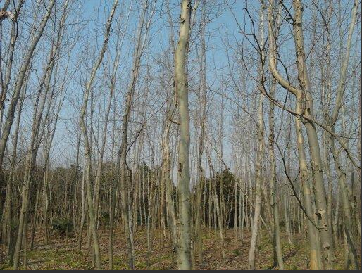 國槐、國槐報(bào)價(jià)、國槐批發(fā)、山東國槐苗木基地