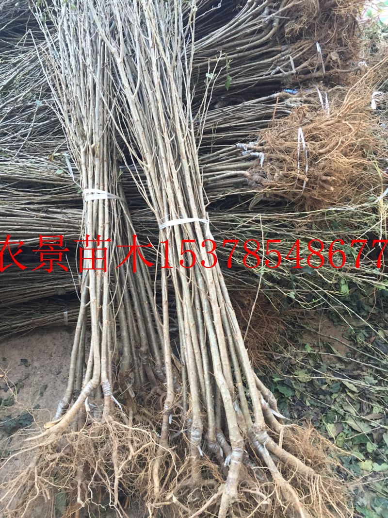 供應(yīng)南方小櫻桃瑪瑙紅櫻桃