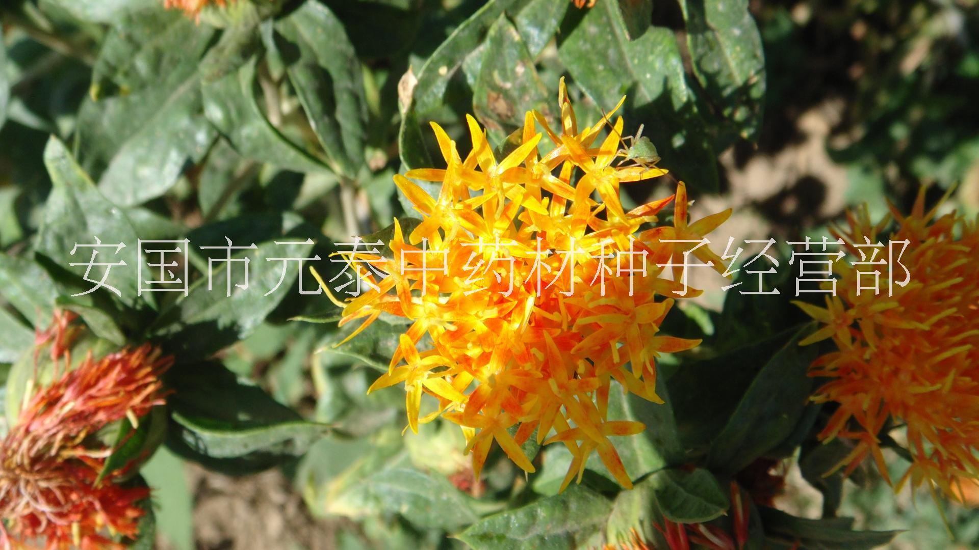 供應(yīng)產(chǎn)地直銷中藥材紅花種子桔梗