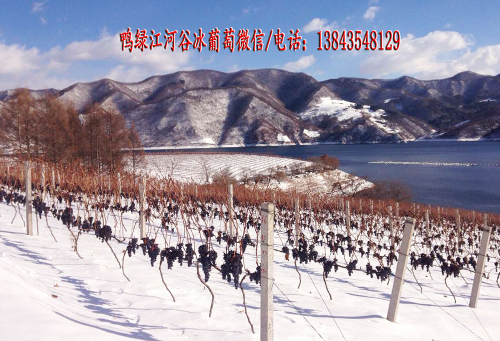 供應(yīng)冰葡萄 冰葡萄苗 冰葡萄酒
