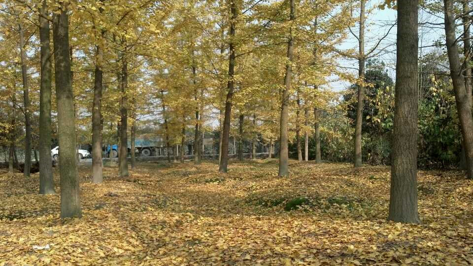 銀杏 成都銀杏種植基地出售大量?jī)?yōu)質(zhì)銀杏成都崇德園林