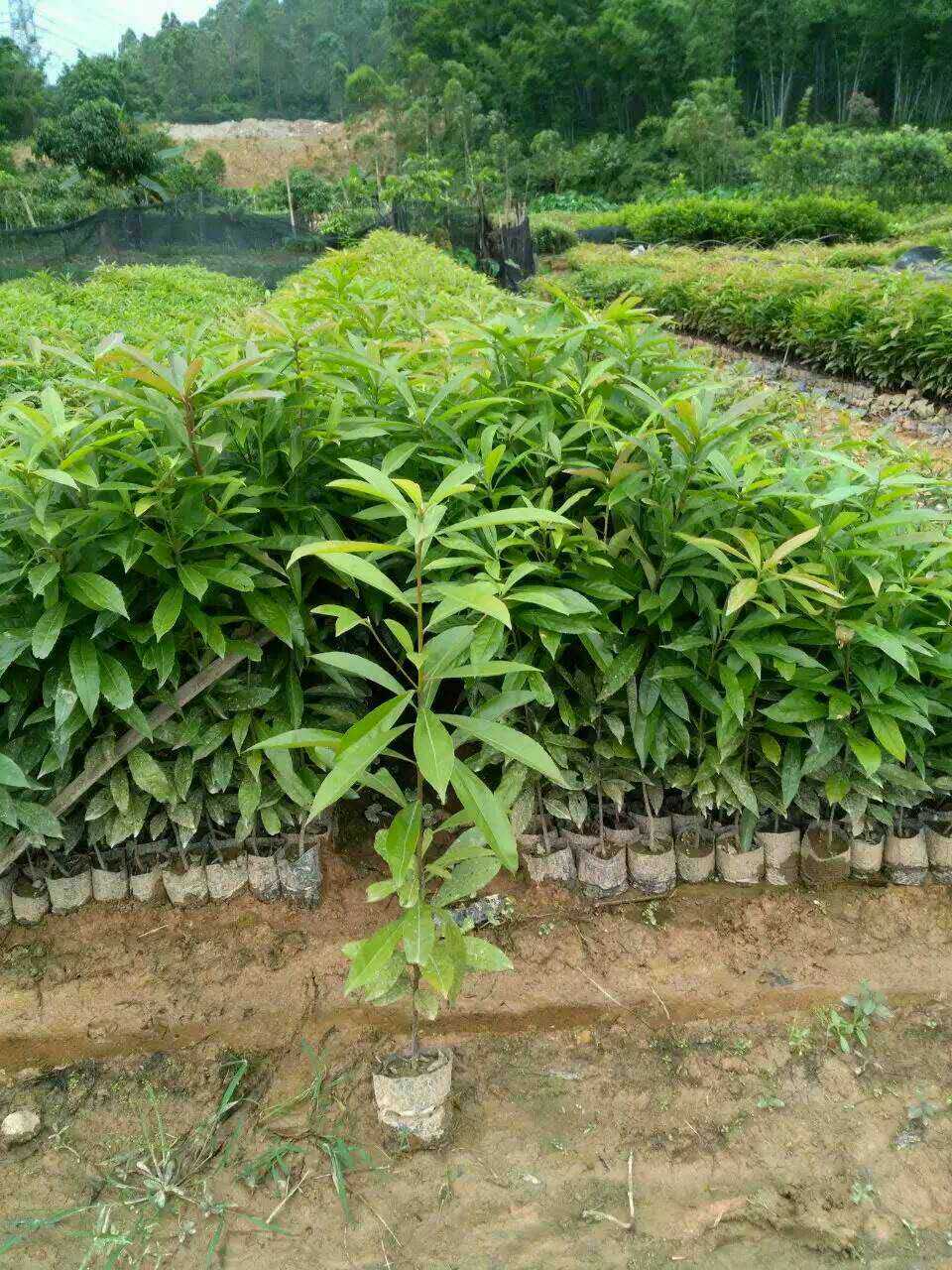廣東荷木種植基地，廣東荷木報(bào)價(jià)，廣東荷木經(jīng)銷商