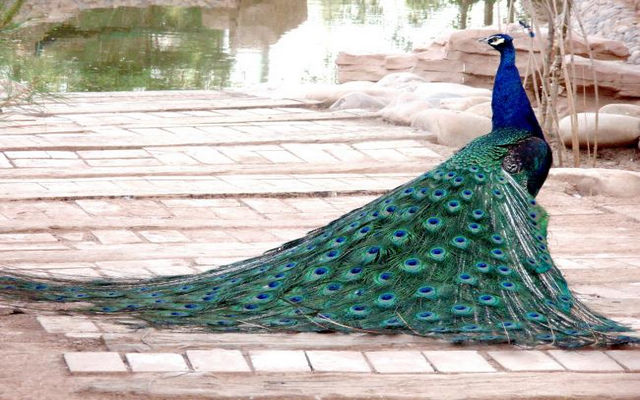 鸚鵡表演百鳥展活動(dòng)策劃布置高端百鳥園廠家