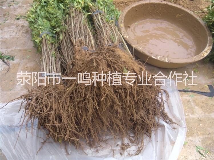 河陰*軟籽石榴樹苗基地直銷量大從優(yōu)特價(jià)3元一顆