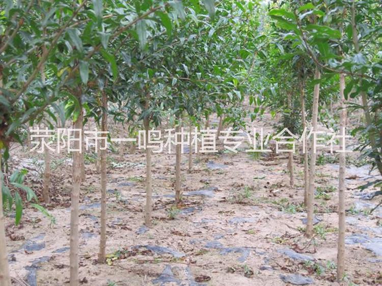 河陰*軟籽石榴樹苗基地直銷量大從優(yōu)特價(jià)3元一顆