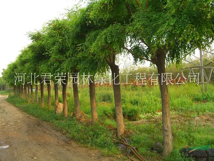 基地*1-12公分國槐