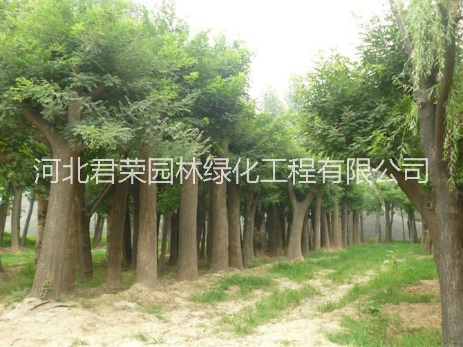 基地*1-12公分國槐