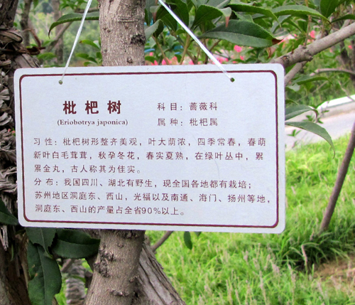 綠化標(biāo)識(shí)牌-景觀花草樹木標(biāo)識(shí)牌