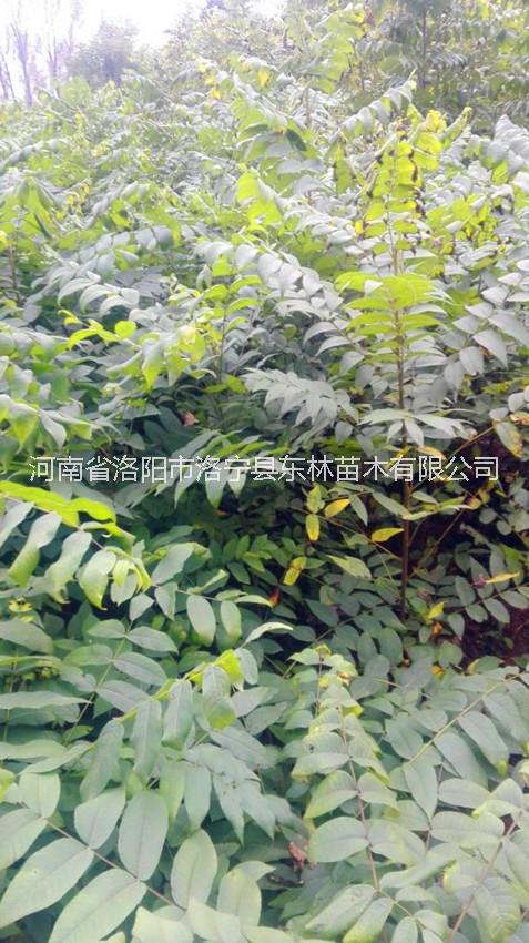 供應(yīng)美國(guó)黑核桃苗2018-2019河南洛陽(yáng)