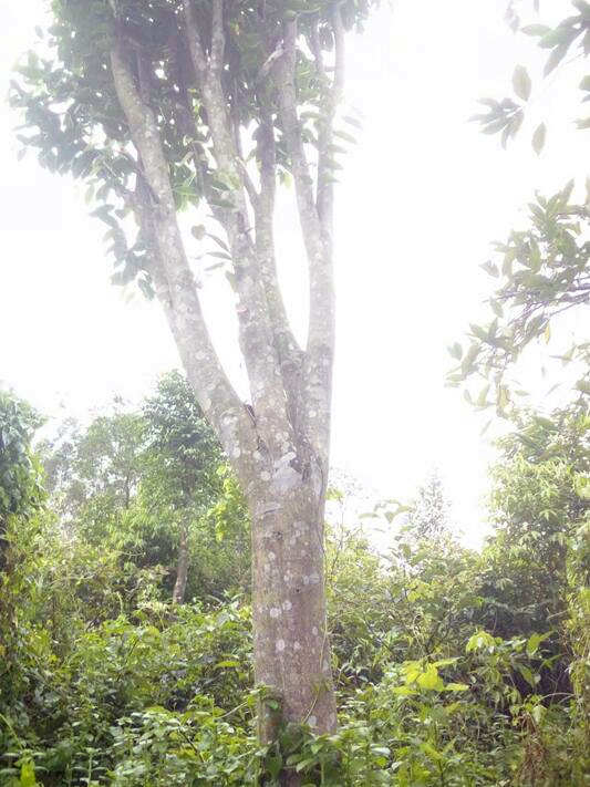 佛山沉香苗批發(fā)ぁ 佛山沉香苗批發(fā)ぁ江門沉香綠化樹v怎么買到好的沉香苗