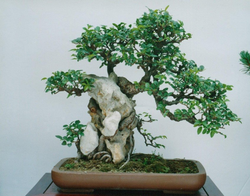 盆景，租賃盆景，供應(yīng)盆景