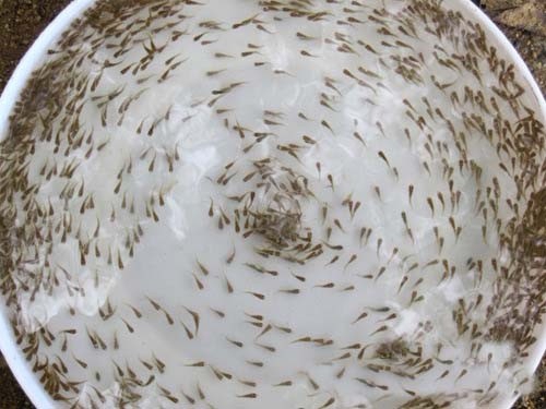 羅非魚(yú)苗批發(fā)零售 “海南壹號(hào)”羅非魚(yú)苗