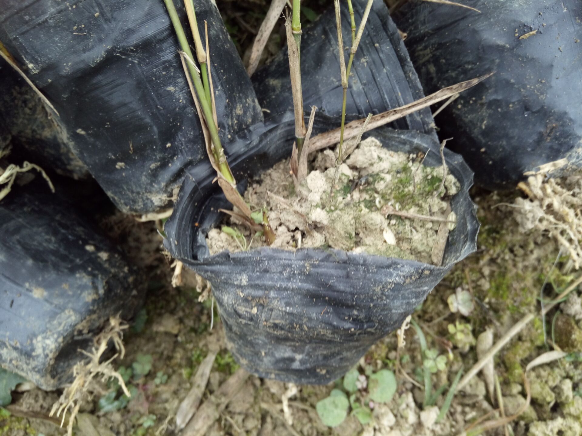 毛竹 毛竹杯苗 毛竹杯苗供應(yīng)商