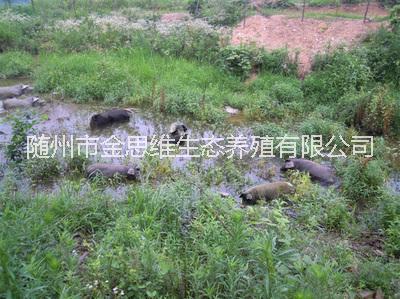 湖北隨州太湖黑母豬 蘇太黑母豬 小黑仔豬 隨州太湖母豬蘇太黑母豬小仔豬急售