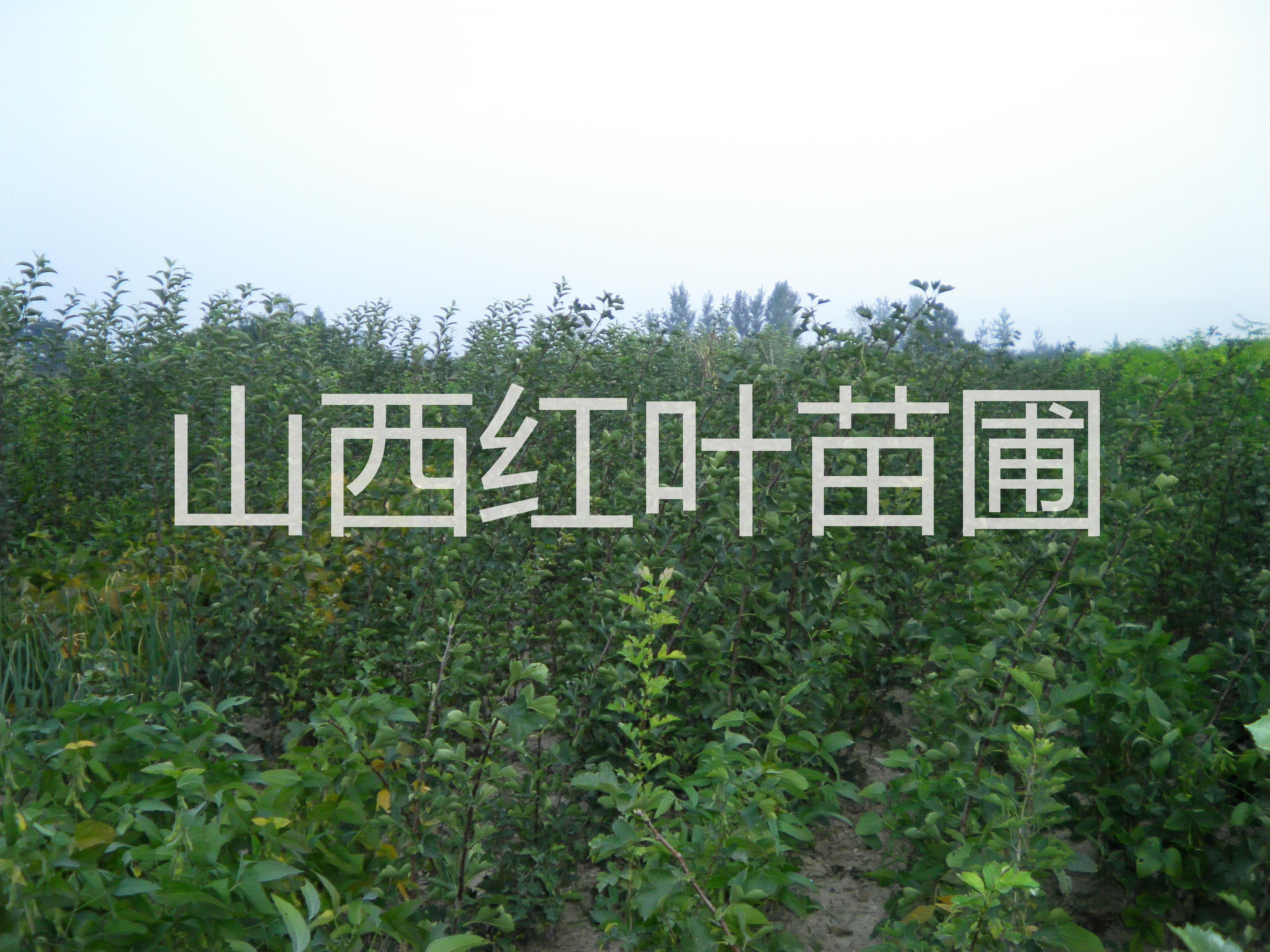 河北蘋果苗一顆多少錢，河北蘋果苗種植基地