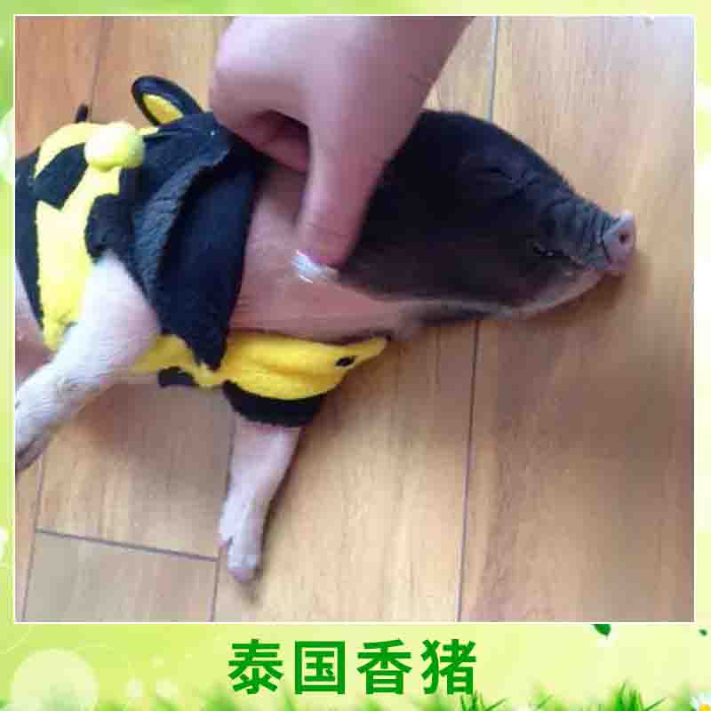 泰國*養(yǎng)殖 小巧玲瓏寵物*豬愛干凈迷你小*小型*種苗