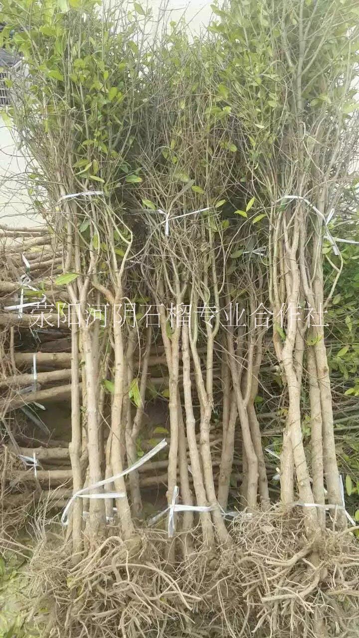 河南石榴苗-河南石榴苗批發(fā)價格-供應(yīng)優(yōu)質(zhì)軟籽石榴苗-河南石榴苗基地報價