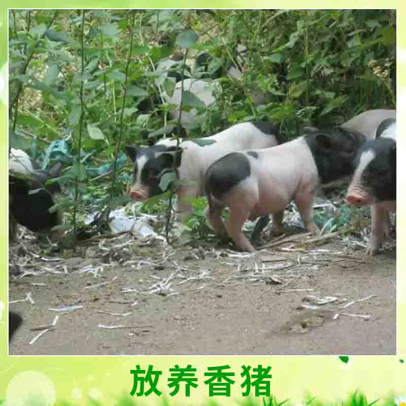 放養(yǎng)* 早熟易肥優(yōu)質(zhì)放養(yǎng)生態(tài)*養(yǎng)殖種苗小型*/兩頭烏
