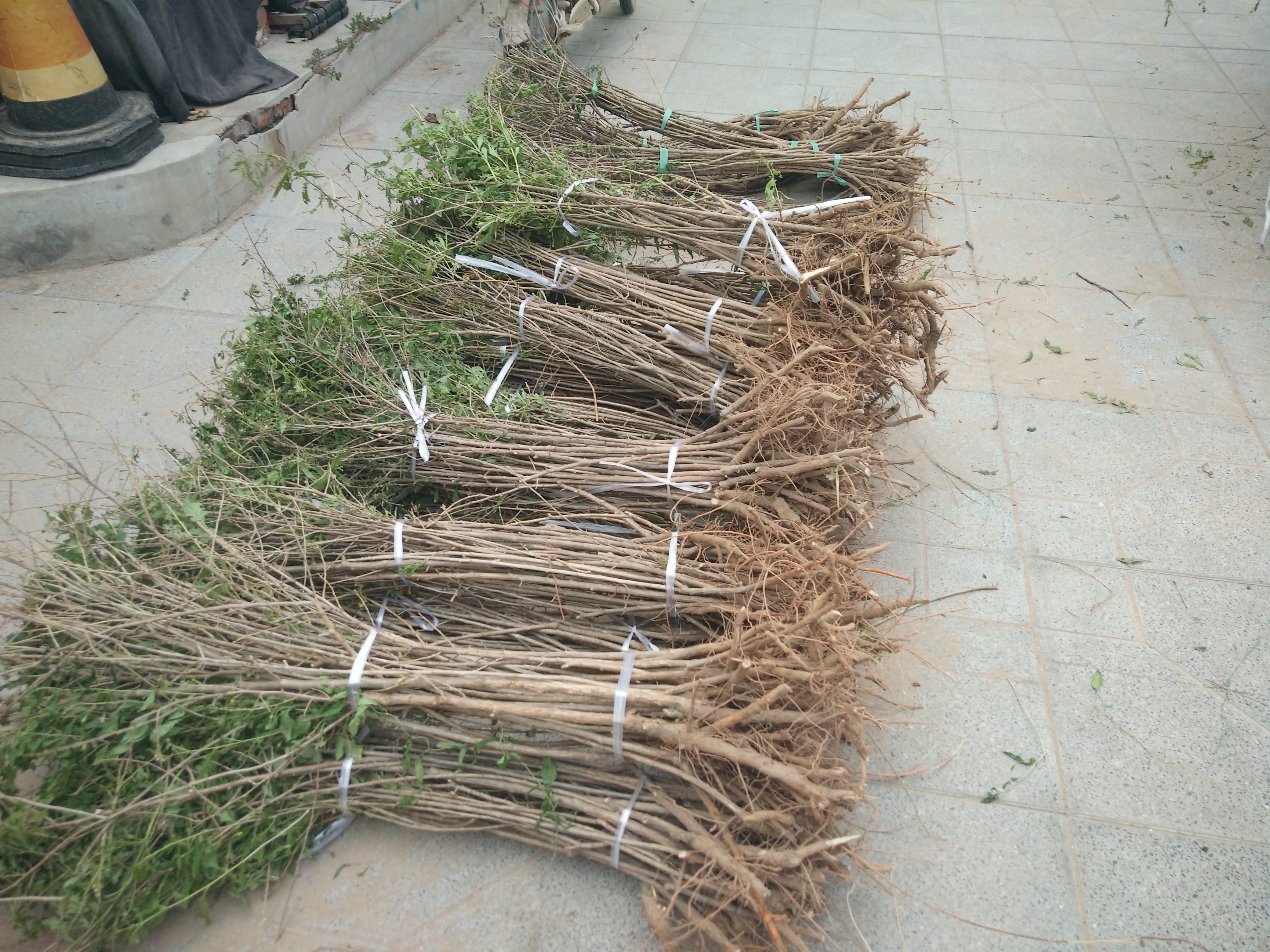 枸杞苗基地點擊河北尚綠農(nóng)業(yè)發(fā)展有限公司 枸杞苗供應(yīng)商 枸杞苗種植基地 枸杞苗價格