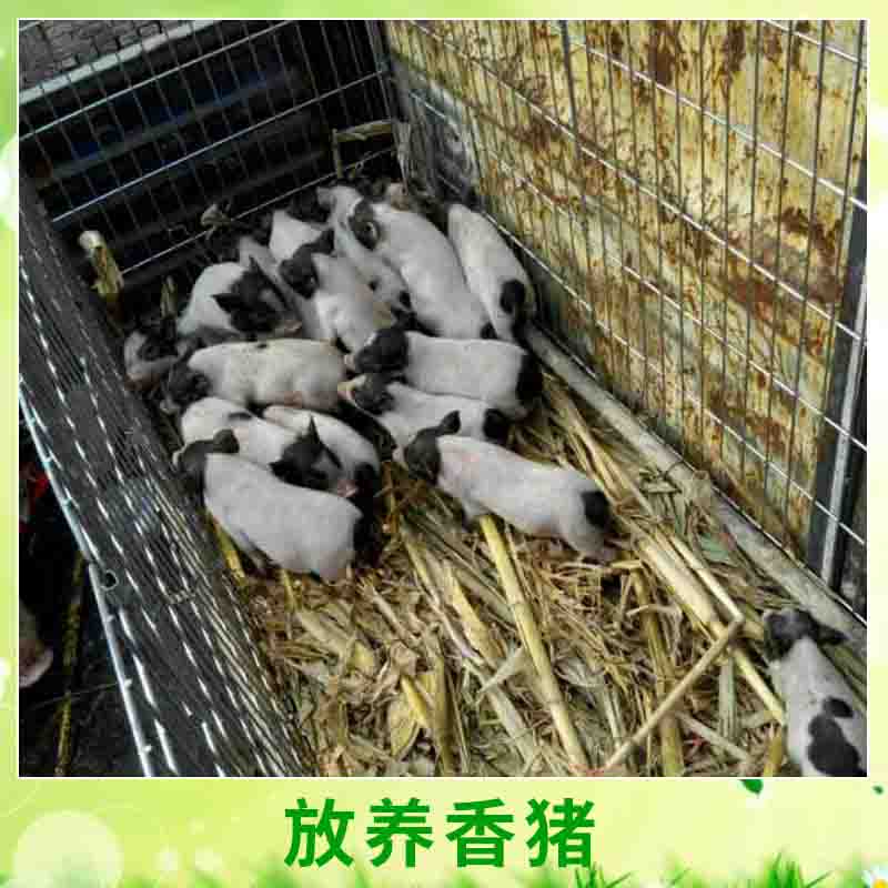 放養(yǎng)* 早熟易肥優(yōu)質(zhì)放養(yǎng)生態(tài)*養(yǎng)殖種苗小型*/兩頭烏