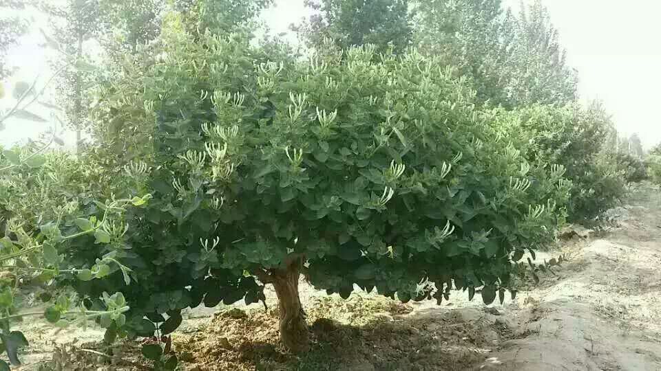 金銀花樹，供應(yīng)金銀花樹，銷售金銀花樹，金銀花樹價(jià)格   金銀花樹多少錢  金銀花樹供應(yīng)商