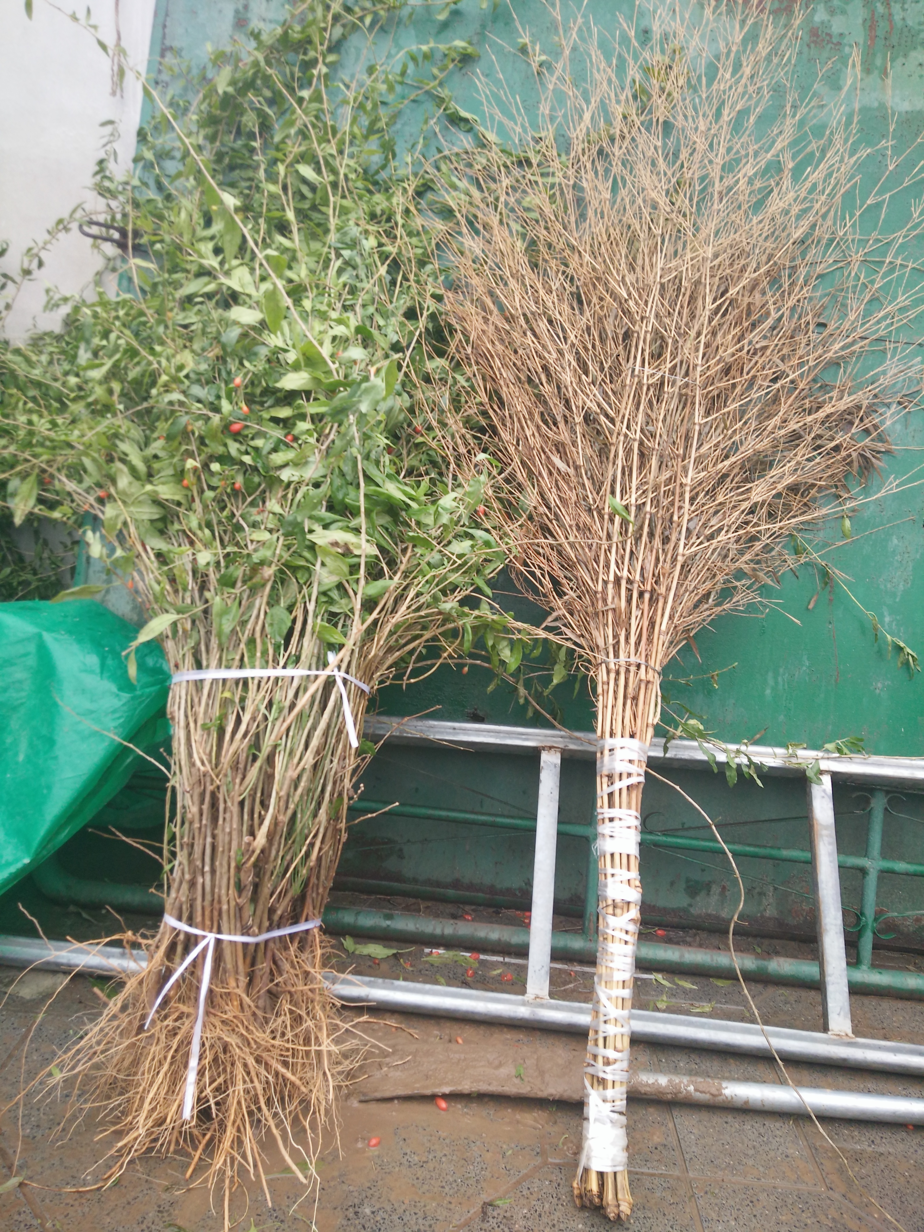 河北枸杞子苗，枸杞子苗多少錢，河北枸杞子樹基地，枸杞子苗批發(fā)