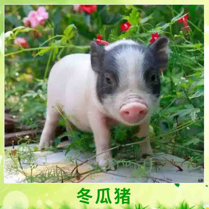 云南名豬冬瓜豬 油葫蘆豬/細(xì)骨豬小型生態(tài)肉用豬廠家養(yǎng)殖批發(fā)
