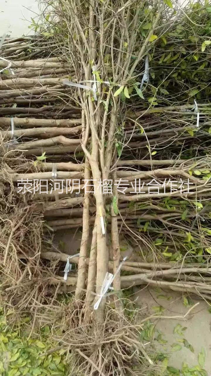 河南石榴苗-河南石榴苗批發(fā)價格-供應(yīng)優(yōu)質(zhì)軟籽石榴苗-河南石榴苗基地報價