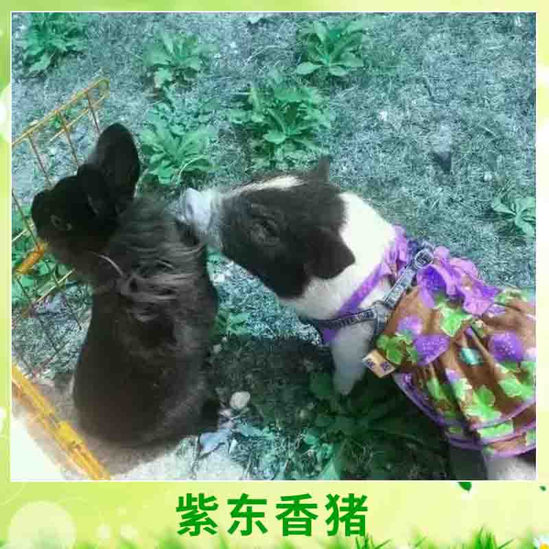天臺(tái)紫東*專業(yè)合作社養(yǎng)殖豬體小早熟迷你豬*養(yǎng)殖種苗