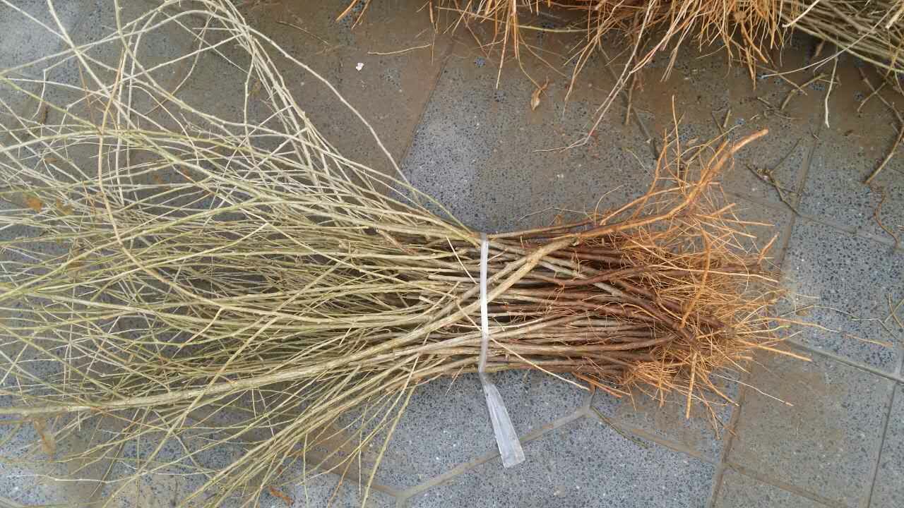枸杞苗兩年苗，占地枸杞苗，枸杞苗占地，賠償高。