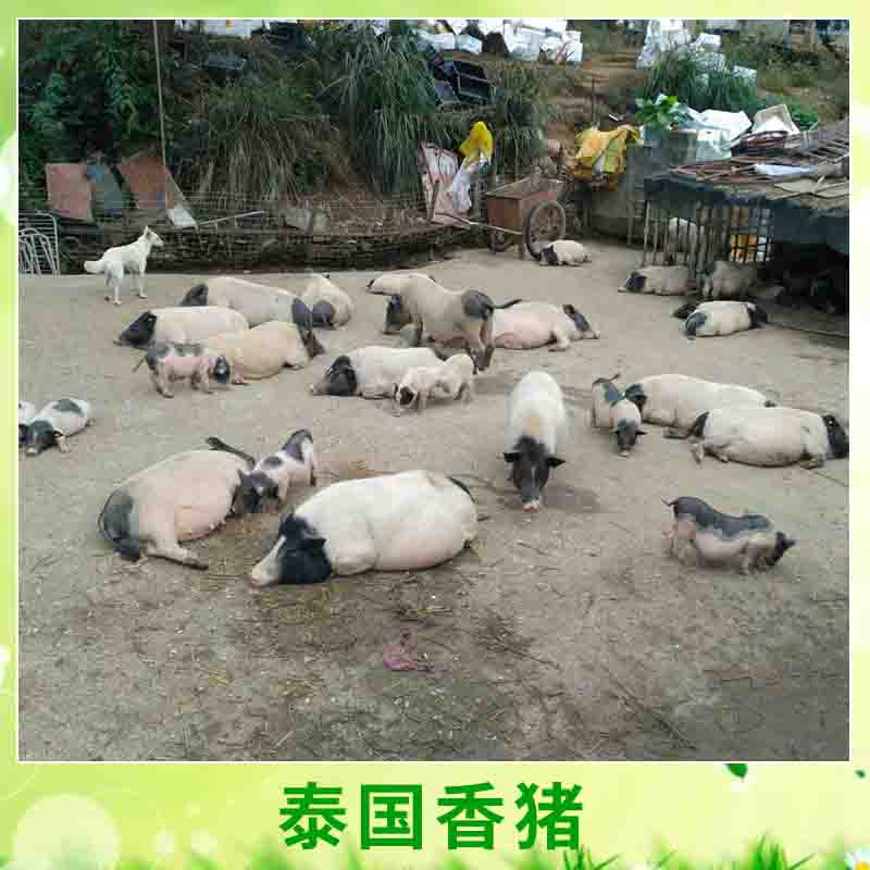 泰國*養(yǎng)殖 小巧玲瓏寵物*豬愛干凈迷你小*小型*種苗