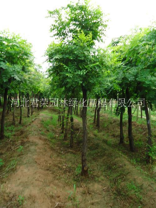 河北苗木基地*1-7公分北欒