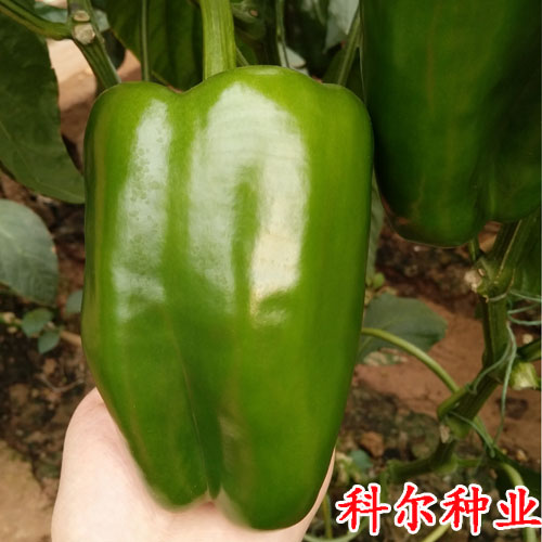 科爾種業(yè)供應(yīng)太空一號(hào) 長(zhǎng)方椒品種 太空椒種子