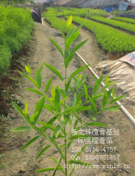 云南印度檀香苗 海南檀香苗批發(fā)價(jià)格  云南檀香種苗報(bào)價(jià)