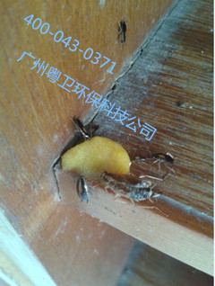 廣州滅蟑螂公司 廣州滅蟑螂公司廣州蟑螂滅治