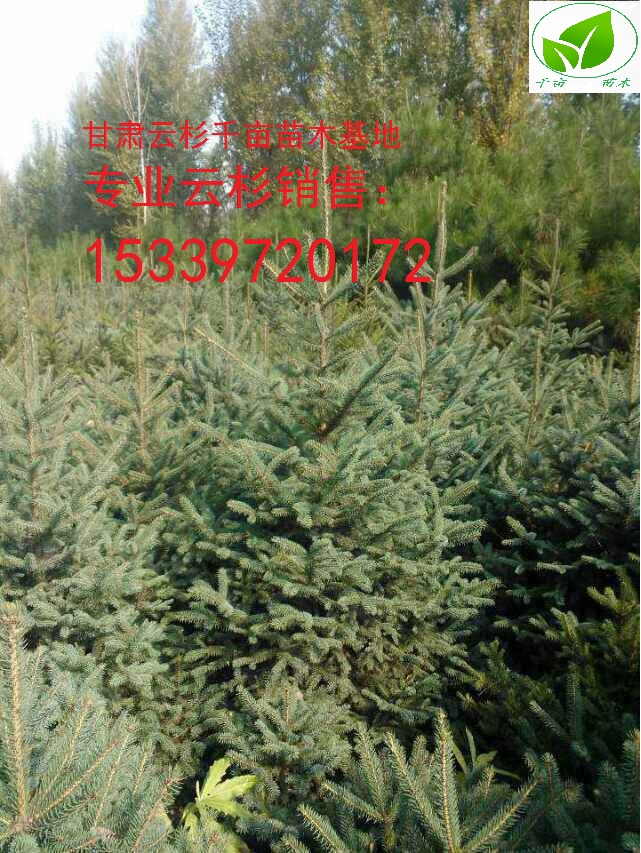 云杉|甘肅云杉|云杉樹苗|云杉價(jià)格，甘肅云杉最多樹苗，
