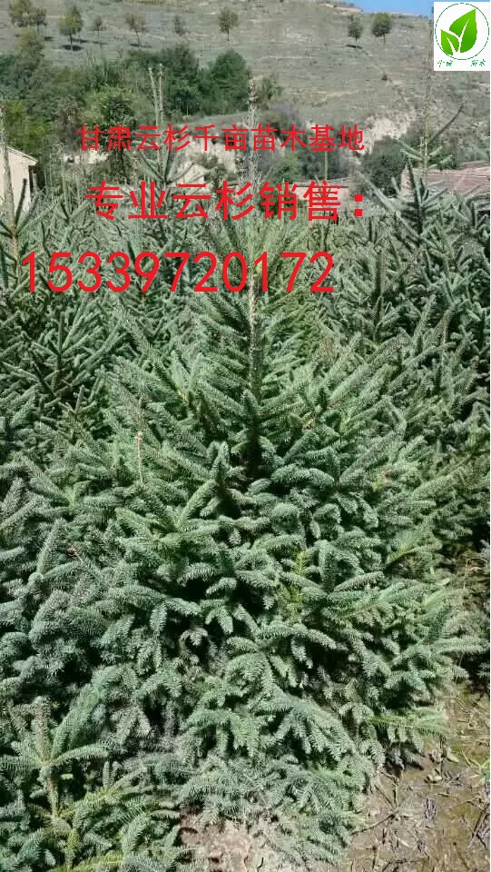 甘肅云杉，、云杉綠化樹  云杉、甘肅云杉、甘肅云杉基地