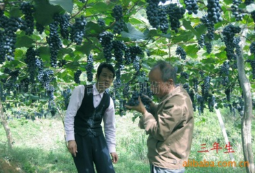 廠家大量 供應(yīng)*釀酒葡萄