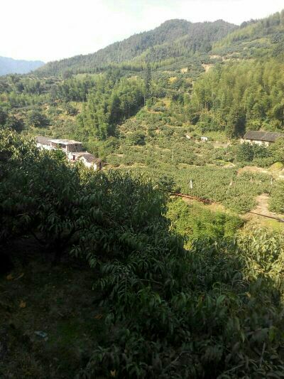 炎陵錦繡黃桃苗基地  黃桃果樹苗批發(fā)