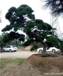 福建造型黑松供應(yīng)商 造型黑松價(jià)格 福建造型黑松哪家好 造型黑松批發(fā) 造型黑松廠家直銷(xiāo)