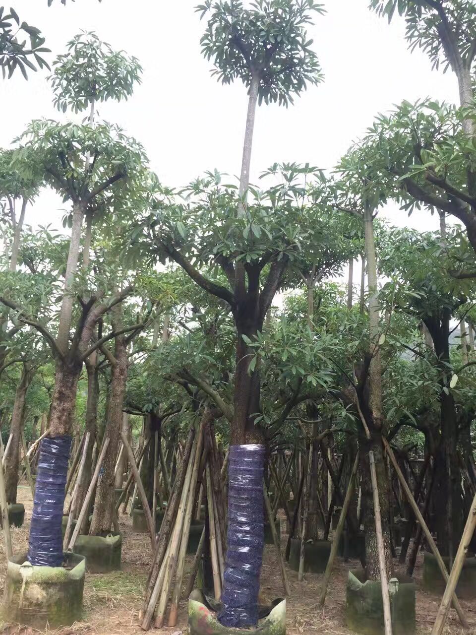 盆架子，廣東盆架子價格，廣東盆架子那家好