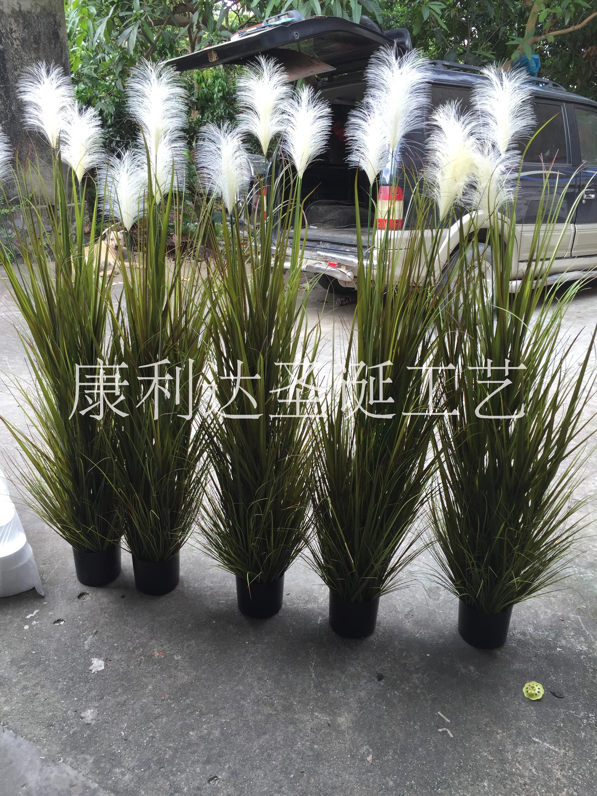 廣東洋蔥草盆景 廣東洋蔥草盆景批發(fā) 廣東洋蔥草盆景報(bào)價(jià)