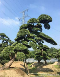 長(zhǎng)假啊供應(yīng)日本羅漢松*15至70公分批發(fā)羅漢松求購(gòu)羅漢松*別墅