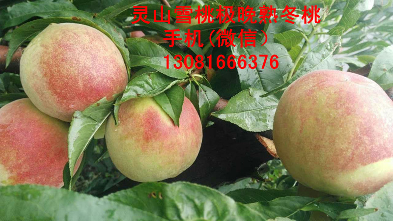 湖南靈山雪桃桃苗批發(fā)價格，青州靈山雪桃桃苗種植基地