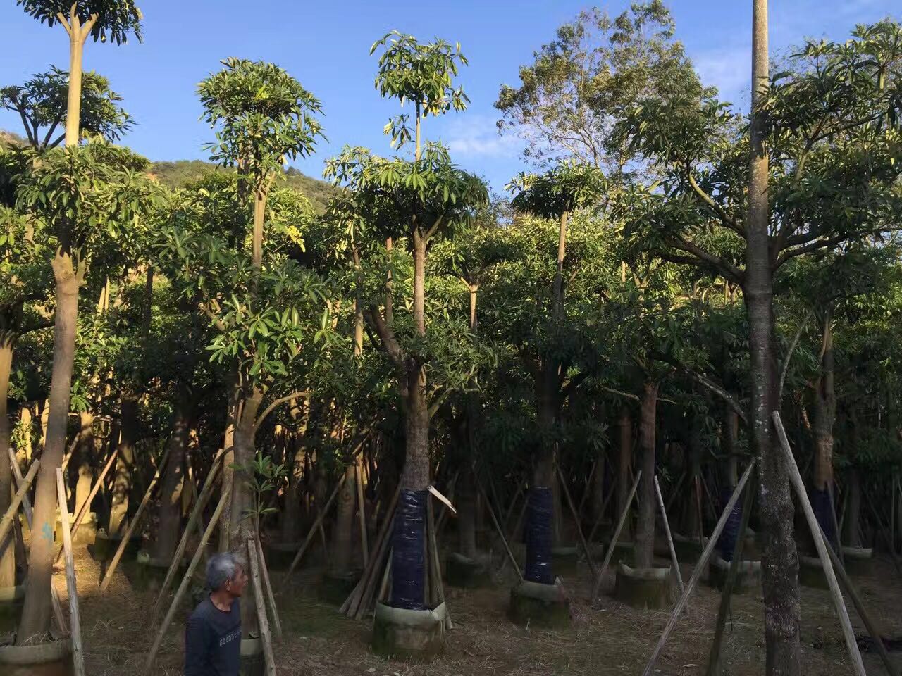 盆架子，廣東盆架子價格，廣東盆架子那家好