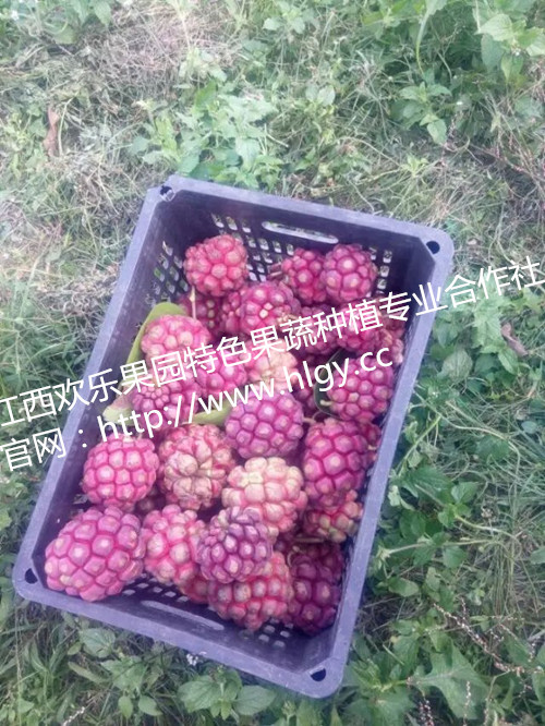 供應(yīng)供應(yīng)布福娜種苗，天下奇果—布福娜種苗，黑老虎