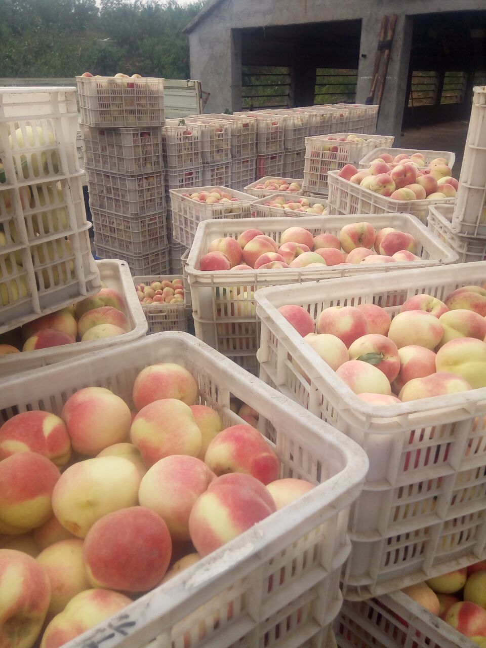 湖南映霜紅桃樹苗批發(fā)價(jià)格，青州映霜紅桃樹苗批發(fā)，