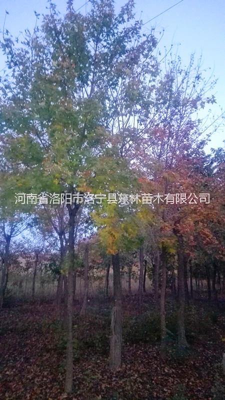 供應(yīng)米徑3-19公分五角楓195棵