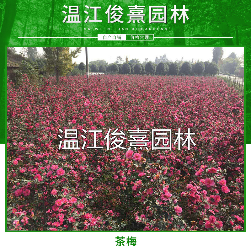 長期批發(fā)茶梅 茶梅苗 成都茶梅種植基地   四川茶梅種植基地